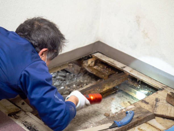 Trusted Bidwell, OH Mold Removal Experts