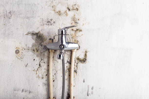 Best Mold Removal Near Me  in Bidwell, OH