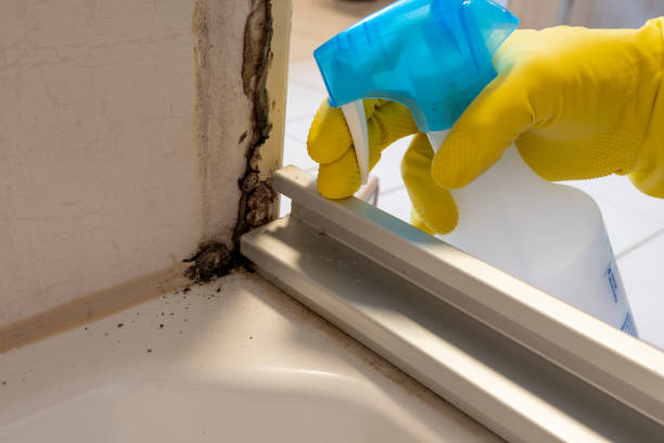 Best Affordable Mold Removal  in Bidwell, OH