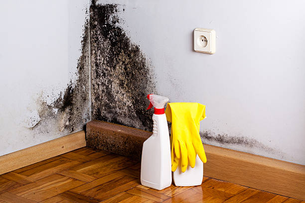 Best Residential Mold Removal  in Bidwell, OH