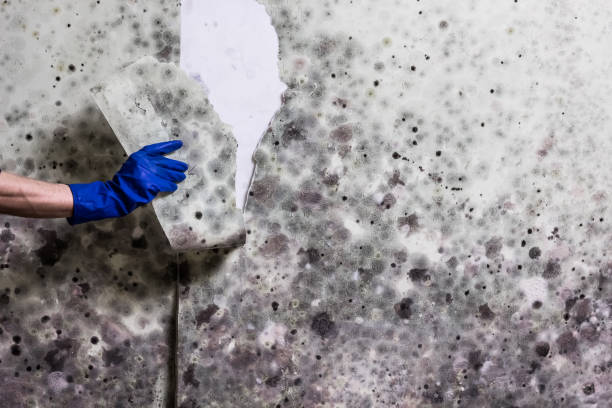 Best Mold Damage Repair  in Bidwell, OH